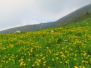 29 Distese di Taraxacum officinale (Tarassaco) con vista in Capanna 2000